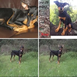 Roxy 6 month rare ears!
