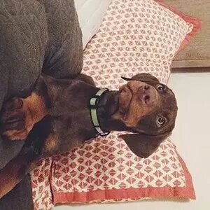 Rosco