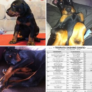 Devo - Up to 3 Months Old