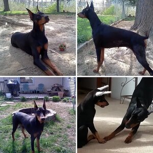 My Dobie-babes