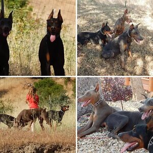 My Pack
