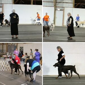 Geist UKC show Bemidji, MN 2014