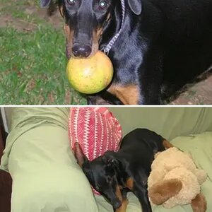 CRDobe