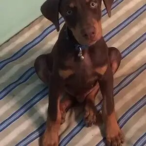 Jax