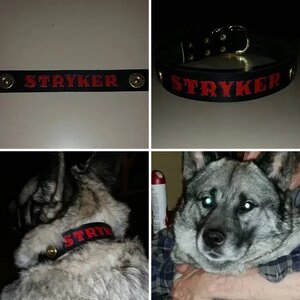 Stryker, waiting for his new Dobie friend!