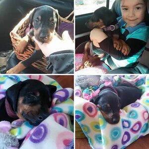 Remmy 6 weeks old