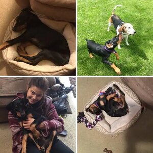 Puppy Kai the first months