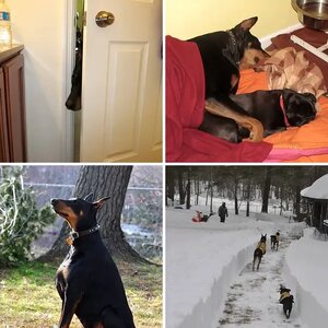 The Coll Pack