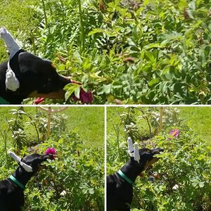 Addie meets his first rose