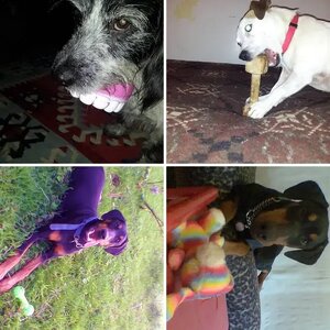 Zeus November 2005 - July 2013