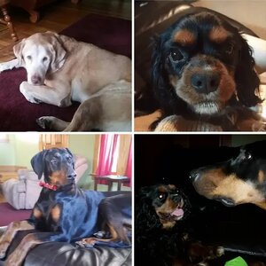 Black and Tan Clan