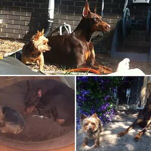 The pups !