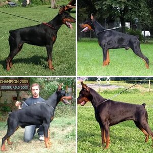 Apollo Pedigree