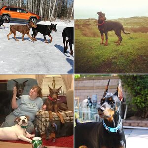 Doberman Photo Of The Month Mar/2016