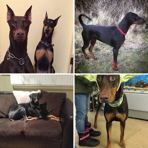 Doberman Photo Of The Month Apr/2016