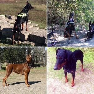 Doberman Photo Of The Month May/2016