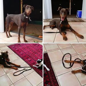 Ella Nutella