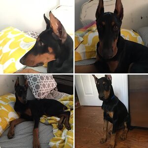 Jax