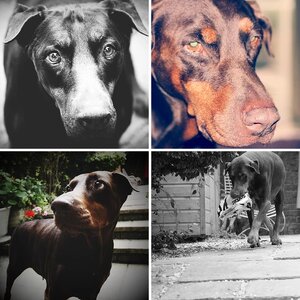 Dobie love