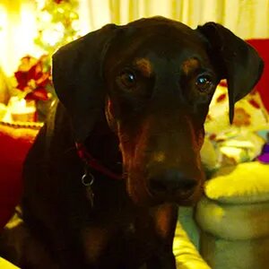 New Doberman Owner 2017
