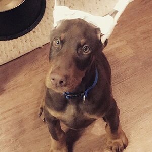 New to Doberman Chat