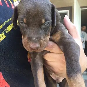 My dobe