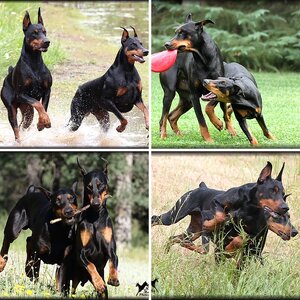JAKE AND FLYNN