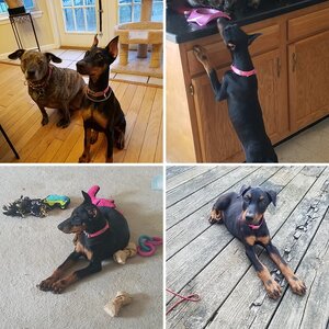 Ava as a puppy