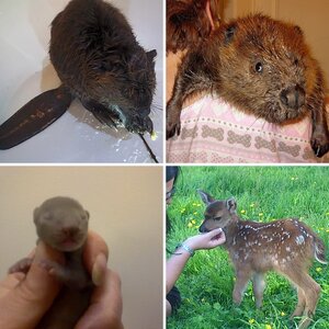 Wildlife