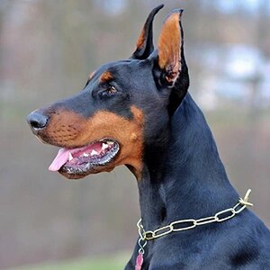 Doberman Pictures