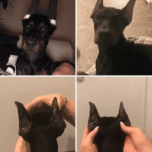 Puppy Ear Posting Progress