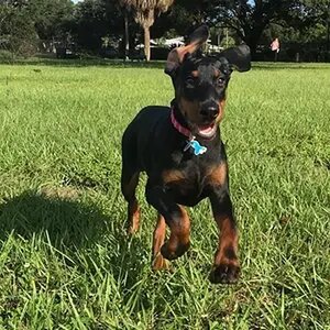 Puppies At Play