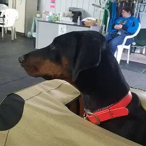 Working Dobes
