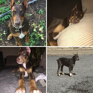 Doberman Australian Shepard Doberaussie