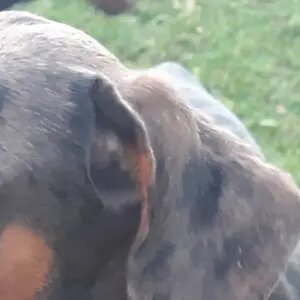 doberpics
