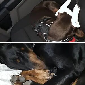 Sleepy pup