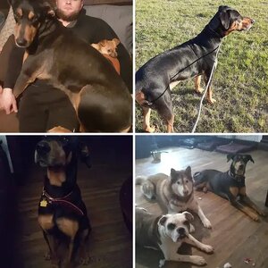 All Natural rescue dobe