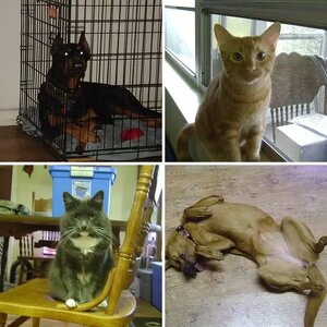 Kingsley and His loves