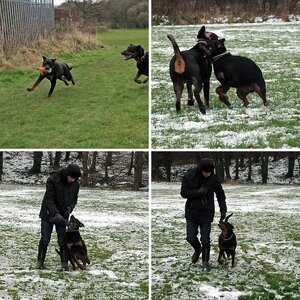 Ozzy at random... and new girl Rottie Eva...
