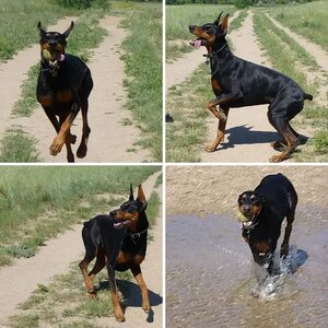 Juno at the Park
