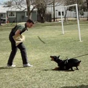 8 month old Doberman Protection Training