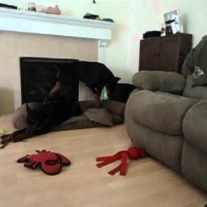 Living with a Doberman puppy