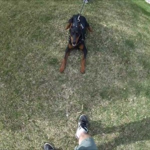 Doberman puppy protection work from helper's point of view (GoPro Hero2)