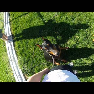 Young Doberman tracking in grass