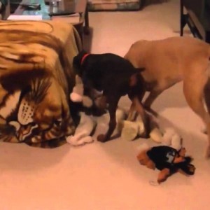 Doberman Pinscher puppy and Iron Maiden