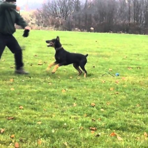 Doberman Retriever Vegas.MP4