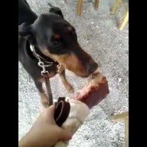 Doberman puppy eats a turkey leg