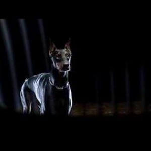 Dobermann BMW