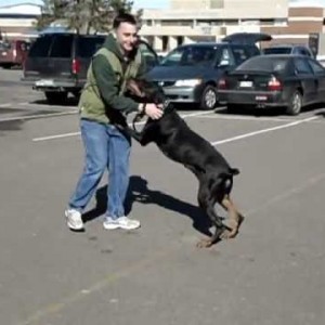 Flying Doberman!