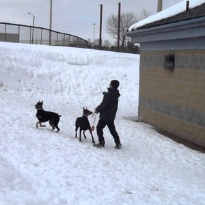 Dobermans at play in  deep snow